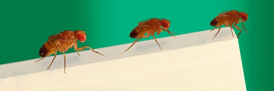 Drei Männchen unterschiedlicher Körpergröße bei einem speziellen Körpergrößentraining. Ein Computerbildschirm im Hintergrund verändert künstlich die Parallaxenbewegung, wodurch die Fliegen eine kleinere Körpergröße erlernen. Drei Männchen unterschiedlicher Körpergröße bei einem speziellen Körpergrößentraining. Ein Computerbildschirm im Hintergrund verändert künstlich die Parallaxenbewegung, wodurch die Fliegen eine kleinere Körpergröße erlernen.