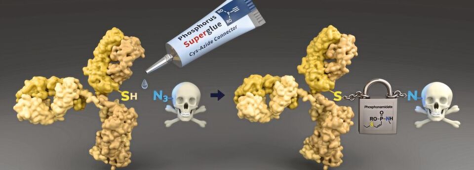 Mithilfe einer neu entwickelten Technologie lassen sich Cysteine (SH) von Tumor-erkennenden Antikörpern (gelb) leicht mit toxischen Wirkstoffmolekülen verbinden. Die Verknüpfung ist während der Zirkulation im Blut sehr stabil und ermöglicht einen sicheren Transport zum Tumor. Mithilfe einer neu entwickelten Technologie lassen sich Cysteine (SH) von Tumor-erkennenden Antikörpern (gelb) leicht mit toxischen Wirkstoffmolekülen verbinden. Die Verknüpfung ist während der Zirkulation im Blut sehr stabil und ermöglicht einen sicheren Transport zum Tumor.