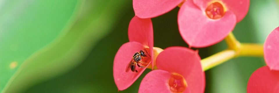 Eine stachellose Biene der Art Plebeia droryana besucht die Blüten von Euphorbia milii Eine stachellose Biene der Art Plebeia droryana besucht die Blüten von Euphorbia milii