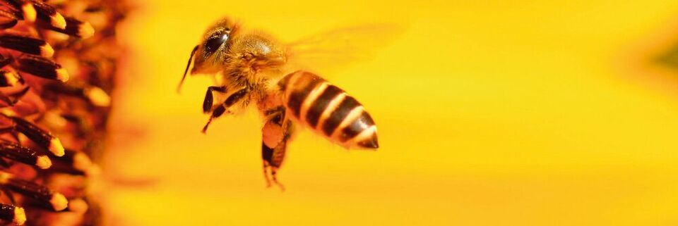 Die Vielfalt der Bienen soll mit einer Genbank gesichert werden (Symbolbild). Die Vielfalt der Bienen soll mit einer Genbank gesichert werden (Symbolbild).