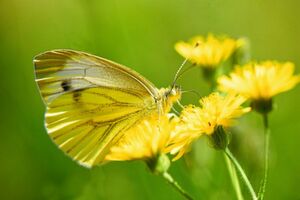 Zur Bestäubung tragen Insekten Pollen von Blüte zu Blüte. Was dabei mit den Pollen genau passiert, haben Wissenschaftler der Universität Kiel untersucht. Zur Bestäubung tragen Insekten Pollen von Blüte zu Blüte. Was dabei mit den Pollen genau passiert, haben Wissenschaftler der Universität Kiel untersucht.