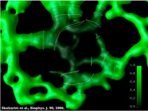 HPC-Simulation des Molekültransports in einer Zellorganelle, dem Endoplasmatischen Retikulum, dessen komplexe Geometrie die Transportprozesse bestimmt. HPC-Simulation des Molekültransports in einer Zellorganelle, dem Endoplasmatischen Retikulum, dessen komplexe Geometrie die Transportprozesse bestimmt.