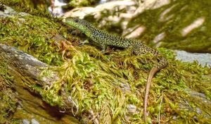 Die Waldeidechse (Zootoca vivipara) ist am stärksten an relativ kühle und feuchte Lebensräume angepasst. Die Waldeidechse (Zootoca vivipara) ist am stärksten an relativ kühle und feuchte Lebensräume angepasst.