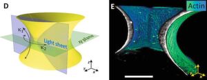 links: Beispielgeometrie des Substrates mit den minimalen und maximalen Krümmungen; rechts: 3D Bild von Actin-Fasern auf dem Substrat. links: Beispielgeometrie des Substrates mit den minimalen und maximalen Krümmungen; rechts: 3D Bild von Actin-Fasern auf dem Substrat.