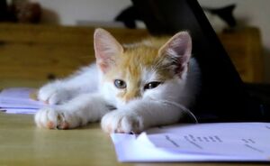 Vor allem Besserverdienende und Arbeitnehmer mit Kindern machen Home Office, hohe Quoten gibt es in Informations- und Kommunikationsberufen sowie bei wissenschaftlichen und technischen Dienstleistern. Vor allem Besserverdienende und Arbeitnehmer mit Kindern machen Home Office, hohe Quoten gibt es in Informations- und Kommunikationsberufen sowie bei wissenschaftlichen und technischen Dienstleistern.