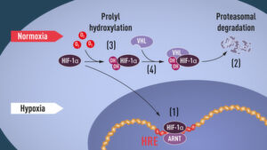 When oxygen levels are low (hypoxia), HIF-1α is protected from degradation and accumulates in the nucleus, where it associates with ARNT and binds to specific DNA sequences (HRE) in hypoxia-regulated genes (1). At normal oxygen levels, HIF-1α is rapidly degraded by the proteasome (2). Oxygen regulates the degradation process by the addition of hydroxyl groups (OH) to HIF-1α (3). The VHL protein can then recognize and form a complex with HIF-1α leading to its degradation in an oxygen-dependent manner (4). When oxygen levels are low (hypoxia), HIF-1α is protected from degradation and accumulates in the nucleus, where it associates with ARNT and binds to specific DNA sequences (HRE) in hypoxia-regulated genes (1). At normal oxygen levels, HIF-1α is rapidly degraded by the proteasome (2). Oxygen regulates the degradation process by the addition of hydroxyl groups (OH) to HIF-1α (3). The VHL protein can then recognize and form a complex with HIF-1α leading to its degradation in an oxygen-dependent manner (4).
