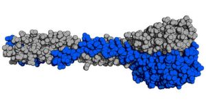 The structure of the native receptor binding protein of the PSA phage. The structure of the native receptor binding protein of the PSA phage.