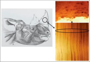 Head of Browse (or Black) Rhino drawn to life by Jonathan Kingdon showing to the right both length and cross sections of slivers of its horn. Head of Browse (or Black) Rhino drawn to life by Jonathan Kingdon showing to the right both length and cross sections of slivers of its horn.