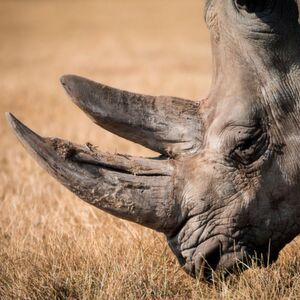 Creating fake rhino horn with horse hair to help save the endangered rhino. Creating fake rhino horn with horse hair to help save the endangered rhino.