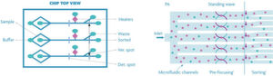 Bild 2: Das Standarddesign (links) und das optimierte Design (rechts) zeigen das Potenzial des Cell Sorters zur Parallelisierung. Im optimierten Design wird die akustische Zellfokussierung eingesetzt, wobei ein piezoelektrisches Material auf der Rückseite des Chips befestigt wird. Bild 2: Das Standarddesign (links) und das optimierte Design (rechts) zeigen das Potenzial des Cell Sorters zur Parallelisierung. Im optimierten Design wird die akustische Zellfokussierung eingesetzt, wobei ein piezoelektrisches Material auf der Rückseite des Chips befestigt wird.
