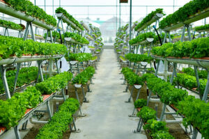 Vertical Farming ist ein Trend, aber auch ein künftiger Abnehmer für Abwärme aus Rechenzentren? Vertical Farming ist ein Trend, aber auch ein künftiger Abnehmer für Abwärme aus Rechenzentren?