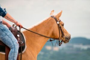 Ein durchdachtes Vendor Management System kann das Spannungsverhältnis zwischen Fachbereichen und Einkauf auflösen und die Compliance sicherstellen. Durch die Automatisierung der Prozesse behält der Einkauf die Zügel in der Hand. Ein durchdachtes Vendor Management System kann das Spannungsverhältnis zwischen Fachbereichen und Einkauf auflösen und die Compliance sicherstellen. Durch die Automatisierung der Prozesse behält der Einkauf die Zügel in der Hand.