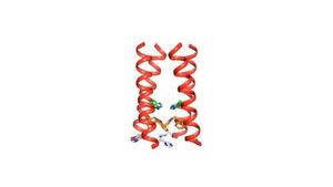 MIT chemists created this model of how the four helical proteins that make up the BM2 channel tilt when the channel is open. MIT chemists created this model of how the four helical proteins that make up the BM2 channel tilt when the channel is open.
