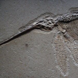 Ichthyosaurs were fish-like reptiles that first appeared about 250 million years ago. Ichthyosaurs were fish-like reptiles that first appeared about 250 million years ago.