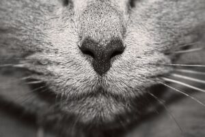 Ob bei Katze oder Mensch: die elektrischen Impulse und Neuronen-Aktivitäten, die bei der Wahrnehmung von Gerüchen im Gehirn ablaufen, sind nahezu identisch. Forscher der Intel Labs und der kalifornischen Cornell University haben sich dieses Prinzip zunutze gemacht, um einen Algorithmus auf einem neuromorphen Chip zur Erkennung von Gerüchen zu trainieren. Ob bei Katze oder Mensch: die elektrischen Impulse und Neuronen-Aktivitäten, die bei der Wahrnehmung von Gerüchen im Gehirn ablaufen, sind nahezu identisch. Forscher der Intel Labs und der kalifornischen Cornell University haben sich dieses Prinzip zunutze gemacht, um einen Algorithmus auf einem neuromorphen Chip zur Erkennung von Gerüchen zu trainieren.