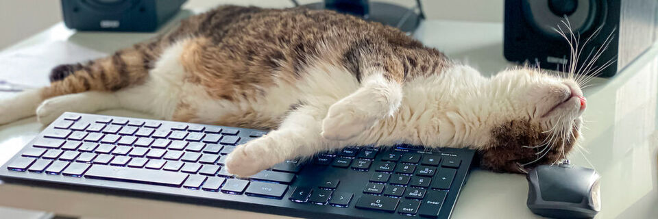 Langeweile im Homeoffice? Gadgets können helfen. Langeweile im Homeoffice? Gadgets können helfen.