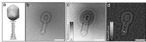 Image a shows the known structure of the bacteriophage T4 virus. Image b shows the recorded hologram. Image c and d are reconstructions that show the contrast from amplitude and phase respectively. Image a shows the known structure of the bacteriophage T4 virus. Image b shows the recorded hologram. Image c and d are reconstructions that show the contrast from amplitude and phase respectively.