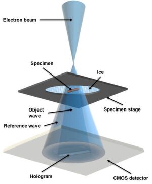 In holographic imaging mode, the electron beam encompasses the whole sample, forming a reference wave and an object wave. These waves then interfere with each other to form a hologram, which is recorded by a detector. In holographic imaging mode, the electron beam encompasses the whole sample, forming a reference wave and an object wave. These waves then interfere with each other to form a hologram, which is recorded by a detector.
