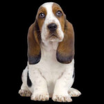 Bei Ihrem Chef bringt der Hundeblick nichts?