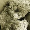 Holz-Bioraffinerie-Pilotanlage eröffnet