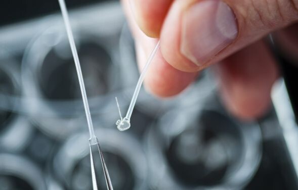 Ein ellipsenförmiges Implantat fungiert als Verbindungselement für verletztes oder durchtrenntes Rückenmark und könnte so Querschnittgelähmte heilen. Ein ellipsenförmiges Implantat fungiert als Verbindungselement für verletztes oder durchtrenntes Rückenmark und könnte so Querschnittgelähmte heilen.
