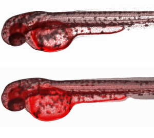Bilder von Embryonen des Zebrabärblins (Danio rerio), die die Funktion des Transportproteins Abcb4 als effektive Abwehr gegen die Aufnahme chemischer Verbindungen aus dem Wasser ins embryonale Gewebe illustrieren. Befindet sich im umgebenden Wasser der rote Fluoreszenzfarbstoff Rhodamin B, reichert sich bei normaler Funktion des Transportproteins nur eine geringe Menge des Farbstoffs in den Embryonen an (Embryo oben). Wird die Funktion des Transportproteins hingegen gehemmt, dringt vermehrt Farbstoff ins Gewebe ein, wie an den kräftiger rot angefärbten Geweben im unteren Embryo zu erkennen ist. Bilder von Embryonen des Zebrabärblins (Danio rerio), die die Funktion des Transportproteins Abcb4 als effektive Abwehr gegen die Aufnahme chemischer Verbindungen aus dem Wasser ins embryonale Gewebe illustrieren. Befindet sich im umgebenden Wasser der rote Fluoreszenzfarbstoff Rhodamin B, reichert sich bei normaler Funktion des Transportproteins nur eine geringe Menge des Farbstoffs in den Embryonen an (Embryo oben). Wird die Funktion des Transportproteins hingegen gehemmt, dringt vermehrt Farbstoff ins Gewebe ein, wie an den kräftiger rot angefärbten Geweben im unteren Embryo zu erkennen ist.