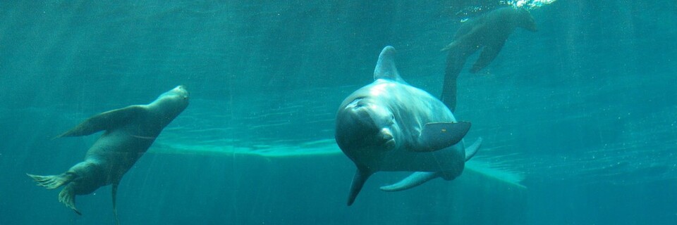 Delfinlagune im Nürnberger Zoo: Moderne Filteranlagen mit Automatisierungstechnik sorgen für hohe Wasserqualität und damit auch für glückliche Delfine und Seelöwen. Delfinlagune im Nürnberger Zoo: Moderne Filteranlagen mit Automatisierungstechnik sorgen für hohe Wasserqualität und damit auch für glückliche Delfine und Seelöwen.