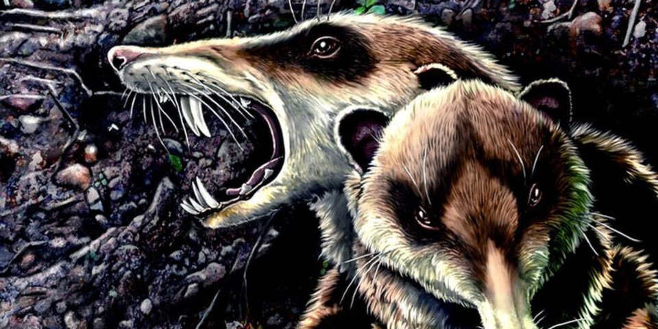 Die SMB-Entwickler haben sich das Säbelzahneichhörnchen als Maskottchen ausgesucht. Die SMB-Entwickler haben sich das Säbelzahneichhörnchen als Maskottchen ausgesucht.