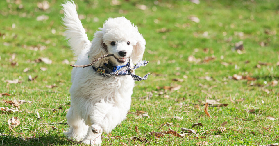 Die POODLE-Schwachstelle lässt sich mit verhältnismäßig einfachen Hilfsmitteln in den Griff bekommen. Die POODLE-Schwachstelle lässt sich mit verhältnismäßig einfachen Hilfsmitteln in den Griff bekommen.