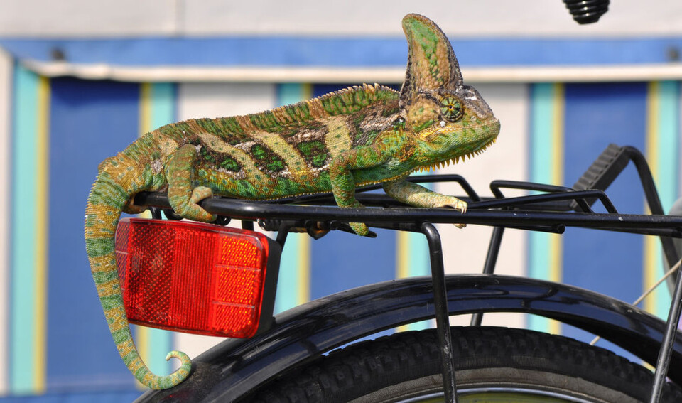 Gut wenn sich das Linux-System an die Anforderungen Verfügbarkeit und Schnelligkeit anpassen kann. Suse (das Firmenlogo ist ein Chameleon) bringt ein paar wichtige Neuerungen auf den Weg. Gut wenn sich das Linux-System an die Anforderungen Verfügbarkeit und Schnelligkeit anpassen kann. Suse (das Firmenlogo ist ein Chameleon) bringt ein paar wichtige Neuerungen auf den Weg.