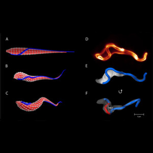 Die Abbildung A zeigt das von den Wissenschaftlern erstellte Computer-Modell des Zellkörpers des Trypanosoms mit dem angehängten Flagellum (blauer Faden). Abbildung B und C sind Schnappschüsse der Schwimmbewegung des Modells. Abbildungen D – F sind Mikroskopieaufnahmen eines realen Trypanosoms während seiner Schwimmbewegung. Die Abbildung A zeigt das von den Wissenschaftlern erstellte Computer-Modell des Zellkörpers des Trypanosoms mit dem angehängten Flagellum (blauer Faden). Abbildung B und C sind Schnappschüsse der Schwimmbewegung des Modells. Abbildungen D – F sind Mikroskopieaufnahmen eines realen Trypanosoms während seiner Schwimmbewegung.