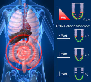 Das Überleben von Stammzellen im Darm wird bei DNA-Schäden von der Wnt-Aktivität geregelt - sie überleben nur am Rand der Krypte und bei geringer Wnt-Aktivität. Die Wnt-Aktivierung verstärkt das Absterben; die Hemmung fördert dagegen das Überleben geschädigter Stammzellen. Das Überleben von Stammzellen im Darm wird bei DNA-Schäden von der Wnt-Aktivität geregelt - sie überleben nur am Rand der Krypte und bei geringer Wnt-Aktivität. Die Wnt-Aktivierung verstärkt das Absterben; die Hemmung fördert dagegen das Überleben geschädigter Stammzellen.