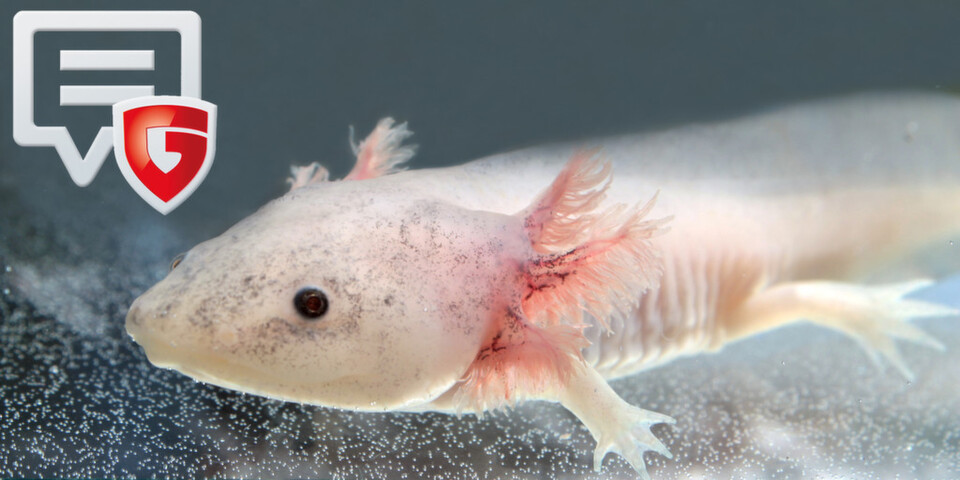 Für den Messenger Secure Chat hat sich G Data die Unterstützung des Verschlüsselungsprotokolls Axolotl gesichert. Für den Messenger Secure Chat hat sich G Data die Unterstützung des Verschlüsselungsprotokolls Axolotl gesichert.