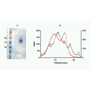 Abb. 1: A) Das rekombinante Protein wandert im nicht-reduzierenden, nativen SDS-Gel ungefähr so weit, wie es seinem Molkulargewicht entspricht (46 kDa). B) Das Chromatogramm der analytischen Säulentrennung (SEC) des Proteins (rot) ist hier kombiniert mit dem Signal für die Molmassenstandards (schwarz). Abb. 1: A) Das rekombinante Protein wandert im nicht-reduzierenden, nativen SDS-Gel ungefähr so weit, wie es seinem Molkulargewicht entspricht (46 kDa). B) Das Chromatogramm der analytischen Säulentrennung (SEC) des Proteins (rot) ist hier kombiniert mit dem Signal für die Molmassenstandards (schwarz).