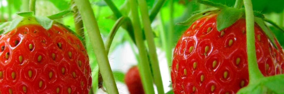 Damit die beliebten kleinen Früchte so herrlich erfrischend saftig beim Endverbraucher ankommen, leisten die Produzenten Schwerstarbeit. Ein Erdbeerroboter verspricht jetzt Erleichterung bei der Ernte. Damit die beliebten kleinen Früchte so herrlich erfrischend saftig beim Endverbraucher ankommen, leisten die Produzenten Schwerstarbeit. Ein Erdbeerroboter verspricht jetzt Erleichterung bei der Ernte.