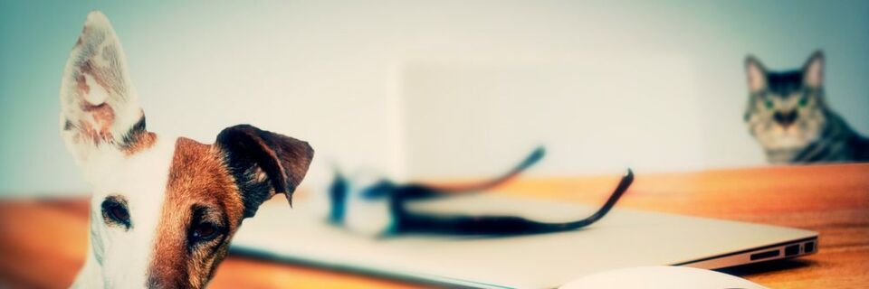Marketiers und ITler haben nicht selten ein Verhältnis wie Hund und Katz. So sehen sich erstere als kooperativ und extrovertiert an – ihre IT-Kollegen beschreiben sie dagegen als auf Daten konzentrierte Nerds. Was ist dran? Und was kann man dagegen tun? Marketiers und ITler haben nicht selten ein Verhältnis wie Hund und Katz. So sehen sich erstere als kooperativ und extrovertiert an – ihre IT-Kollegen beschreiben sie dagegen als auf Daten konzentrierte Nerds. Was ist dran? Und was kann man dagegen tun?