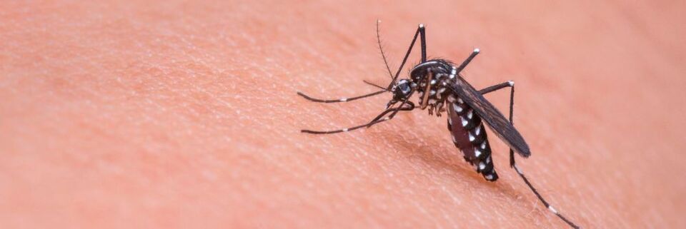 Bei den "The UAE Drones for Good Awards 2016" stehen 20 hilfreiche Drohnen im Halbfinale. Auch ein Prototyp des Moskitocopters zur Bekämpfung von Krankheiten wie Malaria, Zikafieber und Dengue des Flugroboter-Unternehmesn Height Tech steht in Dubai in der Endrunde. Bei den "The UAE Drones for Good Awards 2016" stehen 20 hilfreiche Drohnen im Halbfinale. Auch ein Prototyp des Moskitocopters zur Bekämpfung von Krankheiten wie Malaria, Zikafieber und Dengue des Flugroboter-Unternehmesn Height Tech steht in Dubai in der Endrunde.