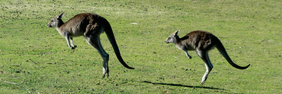 Synchron bewegen sich in Australien nicht nur die Kängurus, sondern auch die Laufkräne eines Sattelschlepperproduzenten in Melbourne. Synchron bewegen sich in Australien nicht nur die Kängurus, sondern auch die Laufkräne eines Sattelschlepperproduzenten in Melbourne.
