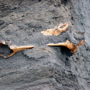 Wie werden Radioisotope verwendet, um Fossilien zu datieren?