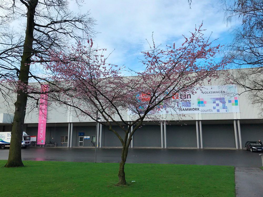 Kirschblüten melden Zeichen in